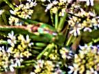 Großes oder Grünes Heupferd(Tettigonia viridissima(L. 1758)) auf Wiesen-Bärenklau(Heracleum sphondylium(L.))