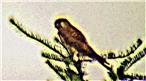 Weiblicher Turmfalke(Falco tinnunculus(L. 1758))