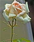 Weiße Rose mit 