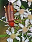 Roter oder Rotgelber Weichkäfer(Rhagonycha fulva(Scopoli 1763))