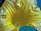 Kürbisblüte des Hokkaido-Riesen-Kürbisses(Cucurbita maxima(Duchesne))