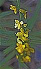 Blüten des Gemeinen Odermennigs(Agrimonia eupatoria(L.))