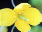 Blüte eines Schöllkrautes(Chelidonium majus(L.))