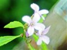 Blüte einer Zwiebeltragenden Zahnwurz(Cardamine bulbifera(L.)Crantz)