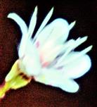 Blüte eines Porzellanblümchens(Saxifraga x urbium(D. A. Webb))