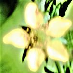 Blüte der Echten Nelkenwurz(Geum urbanum(L.))