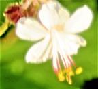 Blüte einer gezüchteten Geraniumart(Geranium cantabrigiense)