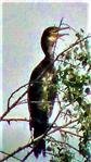 Kormoran(Phalacrocorax carbo(L. 1758))