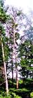 Abgestorbene Waldkiefer(Pinus sylvestris(L.))