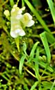 Echtes Leinkraut(Linaria vulgaris(Mill.))