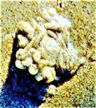 Hinterlassenschaften eines Wattwurms(Arenicola marina(L. 1758))