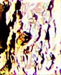 Gemeine Keilfleckschwebfliege(Eristalis pertinax(Scopoli 1763))(weiblich)
