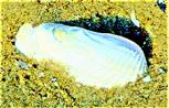 Muschelschale einer Weißen Bohrmuschel(Barnea candida(L. 1758))