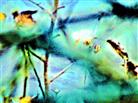 Grasähre(Festuca pratensis(Huds.)) mit Mutterkorn(Secale cornutum) des Purpurbraunen Mutterkornpilzes(Claviceps purpurea(Fr. : Fr. ) Tul.)
