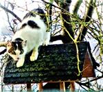 Junge Katze aus der Nachbarschaft - leider noch kein unvorsichtiger Vogel vorhanden.....