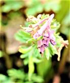Blüten des Gewöhnlichen Erdrauches(Fumaria officinalis(L.))