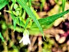 Blüte eines Filzigen Hornkrautes(Cerastium tomentosum(L.))
