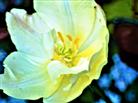 Blüte einer hellgelben Tulpe(Tulipa(L.)))