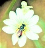 Blutbiene(Sphecodes ephippius(L. 1767)) beim Blütenbesuch(Hornkraut(Cerastium))