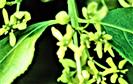 Blüten des Gewöhnlichen Spindelstrauches(Euonymus europaeus(L.))