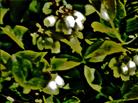 Heidelbeere(Vaccinium myrtillus(L.)) in Blüte
