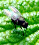 Fliege(Coenosia agromyzina(Fallen 1825))