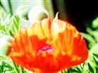 Blüte eines Klatschmohns(Papaver rhoeas(L.))
