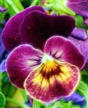 Garten-Stiefmütterchen(Viola wittrockiana(Gams ex Nauenb. & Buttler))