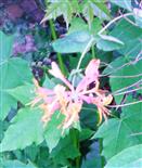 Blüten des Echten Geißblattes(Lonicera caprifolium(L.))