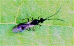 Blattlauswespe(Braconidae Aphidiinae)