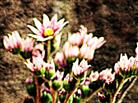 Blüten einer Hauswurz(Sempervivum arachnoideum(L.))