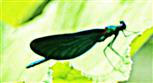 Männliche Blauflügel-Prachtlibelle(Calopteryx virgo(L. 1758)) ruhend