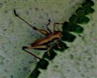 Nymphe der Gemeinen Strauchschrecke(Pholidoptera griseoaptera(De Geer 1773)) auf einem Farnwedel(Echter Wurmfarn(Dyopteris felix-mas(L.)Schott)