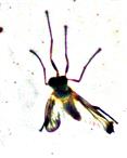 Schnepfenfliege(Rhagio lineola(Fabricius 1794))