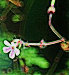 Blüte eines Stinkenden Storchschnabels(Geranium robertianum(L.))