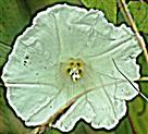 Blüte einer Echten Zaunwinde(Calystegia sepium(L.)R. Br.)
