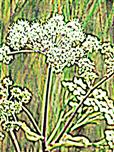 Blüten der Arznei-Engelwurz(Angelica archangelica(L.))