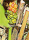 Fruchtender Gefleckter Aronstab(Arum maculatum(L.))