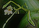 Blüte und keulenformige Kapselfrüchte des Kleinen Springkrautes(Impatiens parviflora(D.C.))