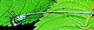 Männliche Azurjungfer(Coenagrion puella(L. 1758)) tot