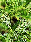 Pflanzengalle der Distelbohrfliege(Urophora cardui(L. 1758)) an Acker-Kratzdistel(Cirsium arvense(L.)Scop.)