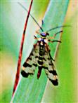 Weibliche Gemeine Skorpionsfliege(Panorpa communis(L. 1758))