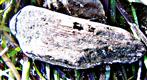 Ein Stück Treibholz auf Seegras(Zostera)
