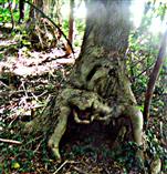 Höhle unterhalb eines Wurzeltellers eines Baumes(Traubeneiche(Quercus öetraea(Mattuschka)Liebl.))