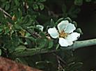 Blüte vom Fingerstrauch(Potentilla fruticosa(L.))