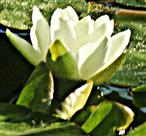 Blüte einer Weißen Seerose(Nymphaea alba(L.))