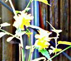 Gefüllte Blüte einer Japanischen Kerrie(Kerria japonica 
