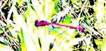 Frühe Adonislibelle(Pyrrhula nymphula(Sulzer 1776))