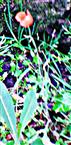 Blüte eines Klatschmohns(Papaver rhoeas(L.))