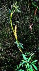 Gelber Steinklee(Melilotus officinalis(L.)Pall.)
